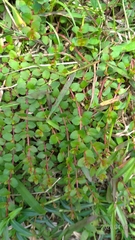 Haloragis micrantha
