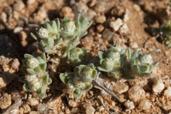 Stylocline sonorensis