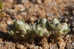 Stylocline sonorensis