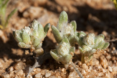 Stylocline sonorensis