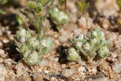 Stylocline sonorensis