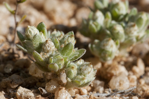 Sonoran neststraw (Stylocline sonorensis)