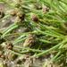 Bristle-leaf Bulrush - Photo (c) anonymous, some rights reserved (CC BY-NC)