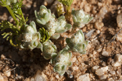 Stylocline sonorensis