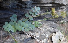 Gingidia grisea