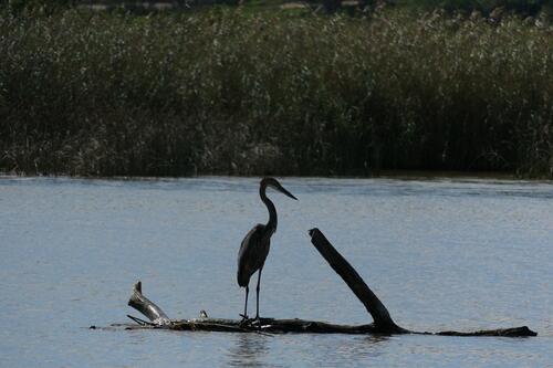 iNaturalist image