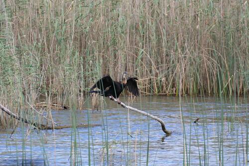 iNaturalist: (c) carstenfuchs, some rights reserved (CC BY-NC) iNaturalist image