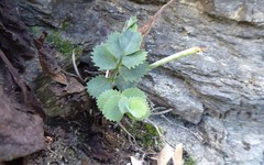 Gingidia grisea