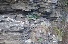 Gingidia grisea