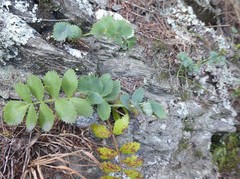 Gingidia grisea