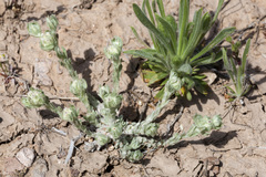 Diaperia verna verna