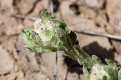 Diaperia verna verna