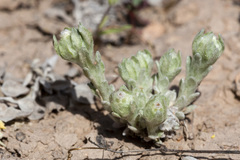 Diaperia verna verna