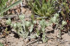 Diaperia verna verna
