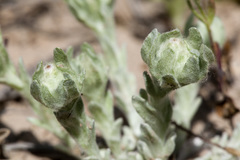 Diaperia verna verna