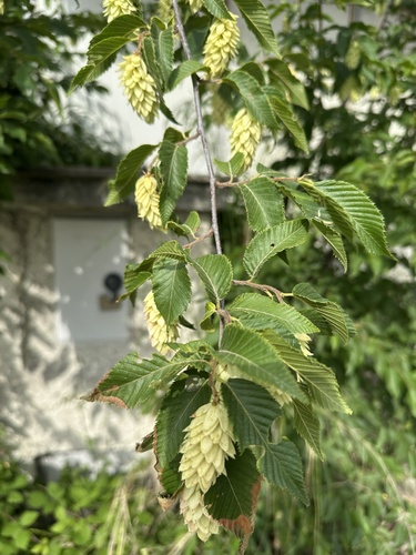 European Hop-hornbeam