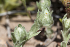 Diaperia verna verna