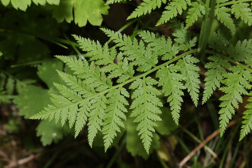 Botrychium strictum iNat (3)