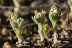 Stylocline sonorensis