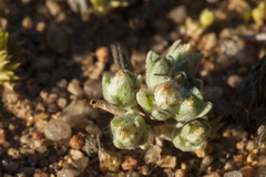 Stylocline sonorensis