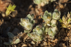 Stylocline sonorensis