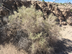 Atriplex canescens laciniata