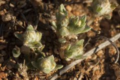 Stylocline sonorensis