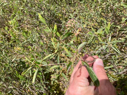 sheep laurel