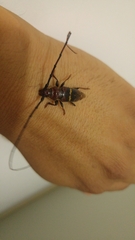 Trachyderes elegans