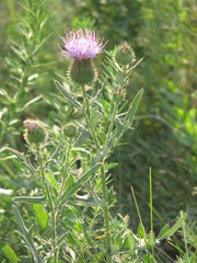 Cirsium ukranicum