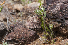 Stylocline micropoides