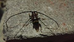 Trachyderes elegans