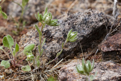 Stylocline micropoides