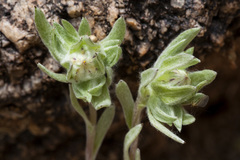 Stylocline micropoides