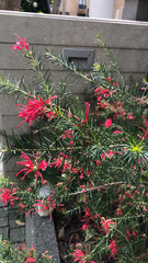 Magnoliopsida