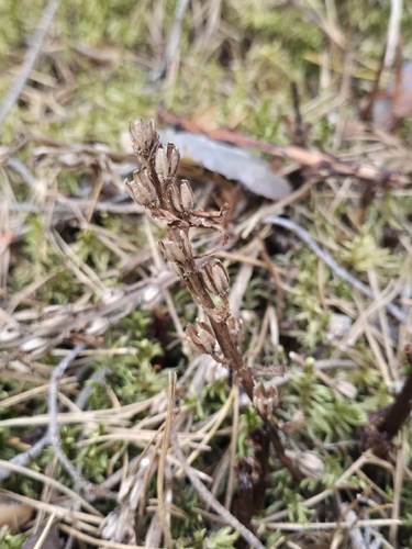 pinesap