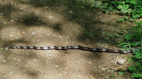 Eastern/Gray Ratsnake Complex
