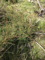 Kunzea leptospermoides