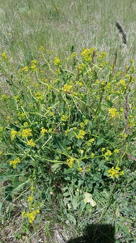 Rapistrum perenne, photograph 4