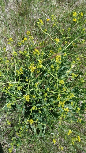 Rapistrum perenne, photograph 5