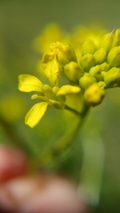 Rapistrum perenne, photograph (c) Martin Scheuch, some rights reserved (CC BY)