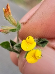 Lotus subbiflorus subbiflorus