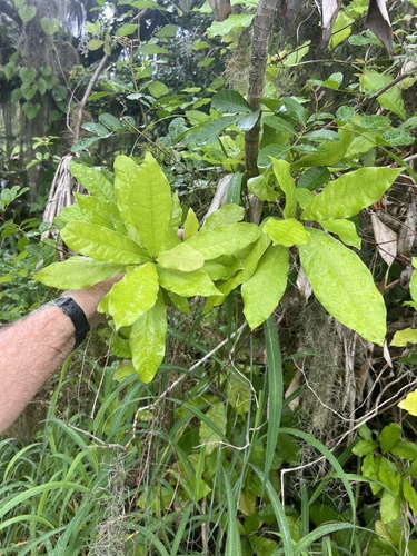 Synsepalum dulcificum observed 2026-05-29