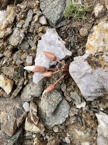 Bitterroot