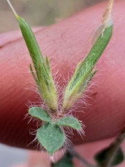 Lotus subbiflorus subbiflorus