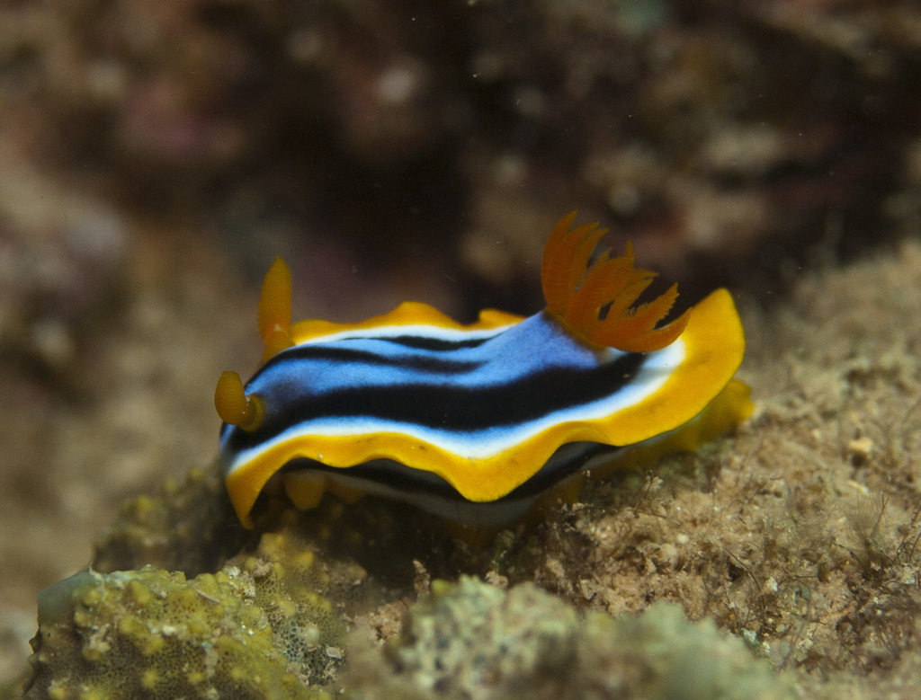 Photo of Elisabeth's chromodoris (Chromodoris elisabethina)