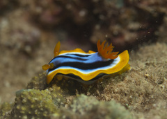 Chromodoris elisabethina