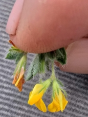 Lotus subbiflorus subbiflorus