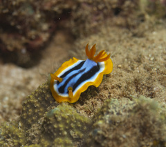 Chromodoris elisabethina