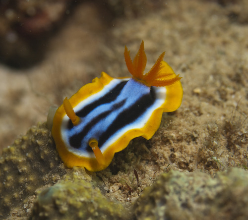 Photo of Elisabeth's chromodoris (Chromodoris elisabethina)